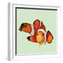 Clownfish-Jacob Q-Framed Art Print