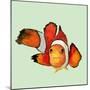 Clownfish-Jacob Q-Mounted Art Print