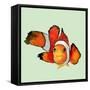 Clownfish-Jacob Q-Framed Stretched Canvas