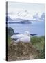Clsoe-Up of a Wandering Albatross on Nest, Prion Island, South Georgia, Atlantic-Geoff Renner-Stretched Canvas