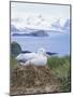 Clsoe-Up of a Wandering Albatross on Nest, Prion Island, South Georgia, Atlantic-Geoff Renner-Mounted Photographic Print