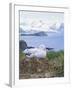 Clsoe-Up of a Wandering Albatross on Nest, Prion Island, South Georgia, Atlantic-Geoff Renner-Framed Photographic Print