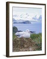 Clsoe-Up of a Wandering Albatross on Nest, Prion Island, South Georgia, Atlantic-Geoff Renner-Framed Photographic Print