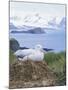 Clsoe-Up of a Wandering Albatross on Nest, Prion Island, South Georgia, Atlantic-Geoff Renner-Mounted Photographic Print