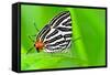 Club Silverline or Spindasis Syama Terana Butterfly Resting on A Leaf of Grass-Yongkiet-Framed Stretched Canvas