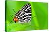 Club Silverline or Spindasis Syama Terana Butterfly Resting on A Leaf of Grass-Yongkiet-Stretched Canvas