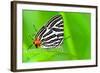 Club Silverline or Spindasis Syama Terana Butterfly Resting on A Leaf of Grass-Yongkiet-Framed Photographic Print