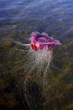 Jellyfish-clubdancer-Framed Photographic Print