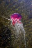 Jellyfish-clubdancer-Framed Photographic Print