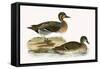 Clucking Teal,  from 'A History of the Birds of Europe Not Observed in the British Isles'-English-Framed Stretched Canvas