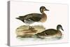 Clucking Teal,  from 'A History of the Birds of Europe Not Observed in the British Isles'-English-Stretched Canvas