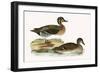 Clucking Teal,  from 'A History of the Birds of Europe Not Observed in the British Isles'-English-Framed Giclee Print