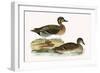 Clucking Teal,  from 'A History of the Birds of Europe Not Observed in the British Isles'-English-Framed Giclee Print