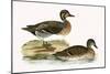 Clucking Teal,  from 'A History of the Birds of Europe Not Observed in the British Isles'-English-Mounted Giclee Print