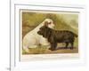 Clumber Spaniel and a Sussex Spaniel-null-Framed Premium Photographic Print