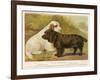 Clumber Spaniel and a Sussex Spaniel-null-Framed Photographic Print