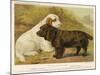 Clumber Spaniel and a Sussex Spaniel-null-Mounted Photographic Print