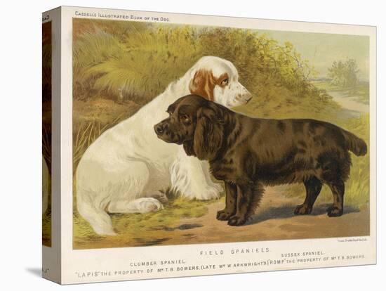 Clumber Spaniel and a Sussex Spaniel-null-Stretched Canvas