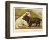 Clumber Spaniel and a Sussex Spaniel-null-Framed Photographic Print