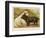 Clumber Spaniel and a Sussex Spaniel-null-Framed Photographic Print