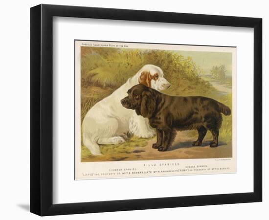 Clumber Spaniel and a Sussex Spaniel-null-Framed Photographic Print