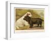 Clumber Spaniel and a Sussex Spaniel-null-Framed Photographic Print