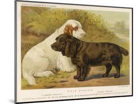 Clumber Spaniel and a Sussex Spaniel-null-Mounted Photographic Print
