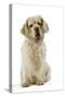 Clumber Spaniel Sitting Down-null-Stretched Canvas
