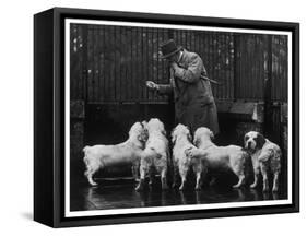 Clumber Spaniel-null-Framed Stretched Canvas