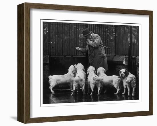 Clumber Spaniel-null-Framed Photographic Print