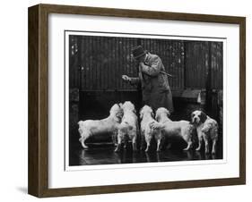 Clumber Spaniel-null-Framed Photographic Print