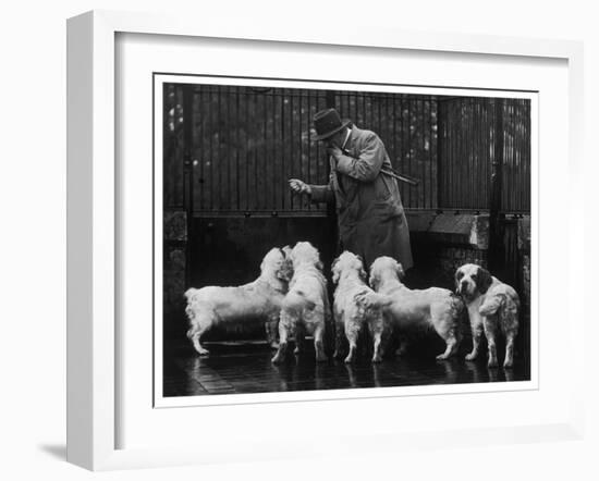 Clumber Spaniel-null-Framed Photographic Print