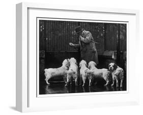 Clumber Spaniel-null-Framed Photographic Print