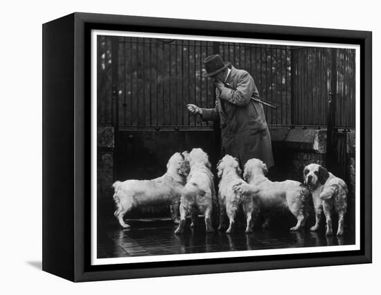 Clumber Spaniel-null-Framed Stretched Canvas