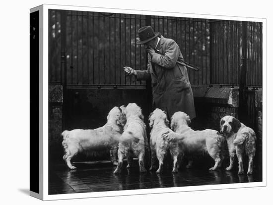 Clumber Spaniel-null-Stretched Canvas