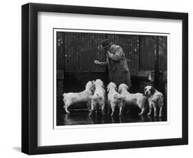 Clumber Spaniel-null-Framed Photographic Print