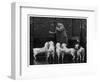 Clumber Spaniel-null-Framed Photographic Print