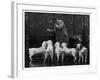 Clumber Spaniel-null-Framed Photographic Print