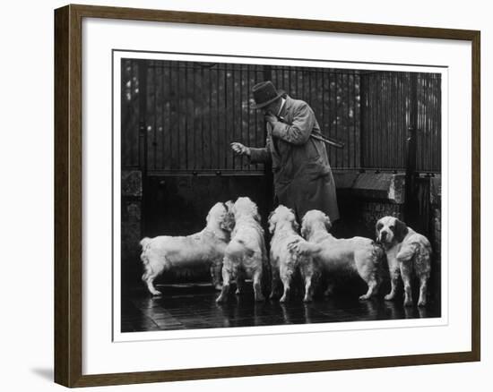 Clumber Spaniel-null-Framed Photographic Print