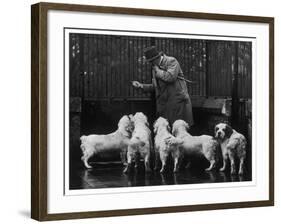 Clumber Spaniel-null-Framed Photographic Print