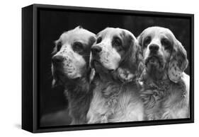 Clumber Spaniels-Thomas Fall-Framed Stretched Canvas