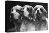 Clumber Spaniels-Thomas Fall-Stretched Canvas