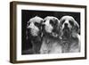 Clumber Spaniels-Thomas Fall-Framed Photographic Print