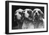 Clumber Spaniels-Thomas Fall-Framed Photographic Print