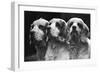 Clumber Spaniels-Thomas Fall-Framed Photographic Print