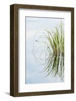 Clump of Grass Reflected on Red Jack Lake, Hiawatha National Forest, Upper Peninsula of Michigan-Adam Jones-Framed Photographic Print