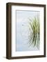 Clump of Grass Reflected on Red Jack Lake, Hiawatha National Forest, Upper Peninsula of Michigan-Adam Jones-Framed Photographic Print