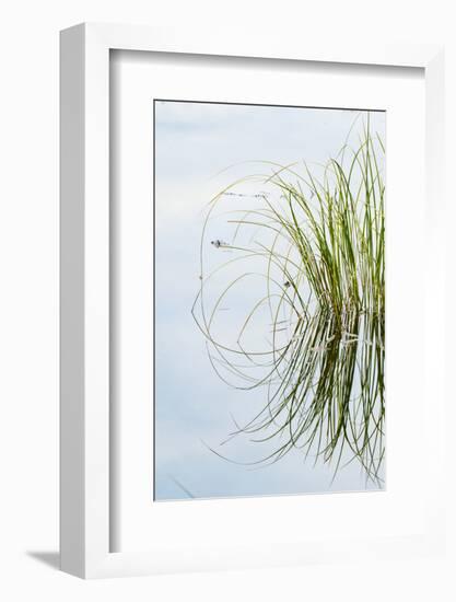 Clump of Grass Reflected on Red Jack Lake, Hiawatha National Forest, Upper Peninsula of Michigan-Adam Jones-Framed Photographic Print