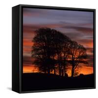 Clump of Trees at Sunrise, Avebury, Wiltshire, England, United Kingdom, Europe-Stuart Black-Framed Stretched Canvas