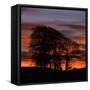 Clump of Trees at Sunrise, Avebury, Wiltshire, England, United Kingdom, Europe-Stuart Black-Framed Stretched Canvas